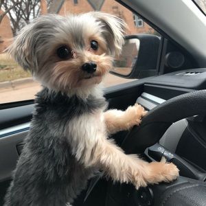 Meet your Posher, Mia